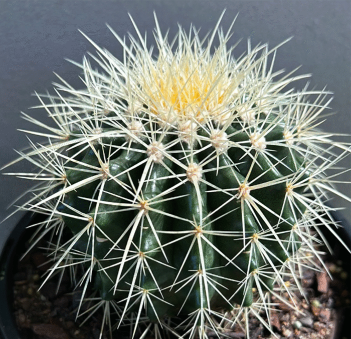 Golden Barrel Cactus - Image 2