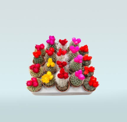 Ornamental Cactus
