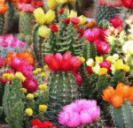 Ornamental Cactus - Image 2