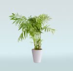 Parlor Palm Chamaedorea Elegans