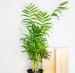 Parlor Palm Chamaedorea Elegans - Image 2