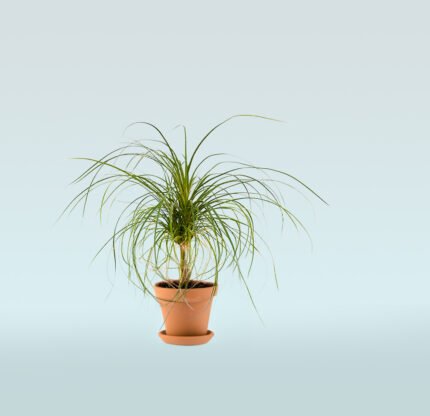 Ponytail Palm