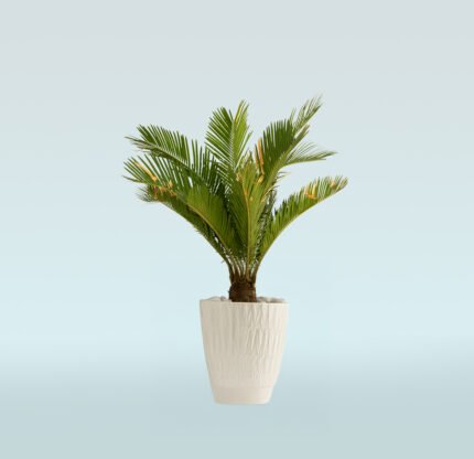 Sago Palm-Cycas Revoluta