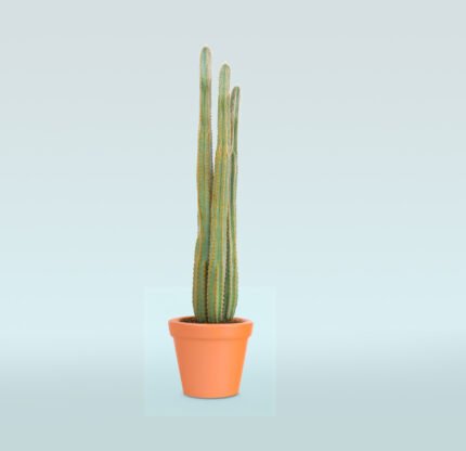 Tall Cactus