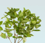 Lxora coccinea - Image 2