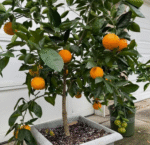 Mandarin Orange Tree - Image 2
