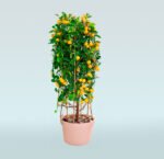 Mandarin Orange Tree