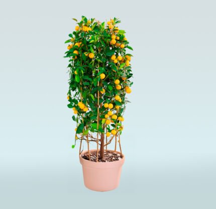 Mandarin Orange Tree