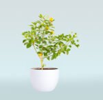 Mandarin Orange Tree - Image 3