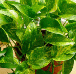 Money Plant - Image 2