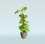 Money Plant