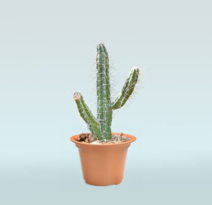 Peruvian Apple Cactus 10 -15cm