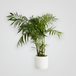 Areca Palm - Image 2