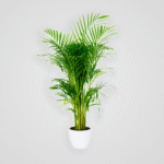 Areca Palm