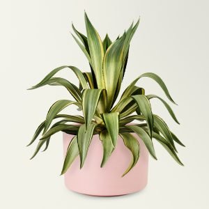 Agave in a ceramic pot Agave in a ceramic pot