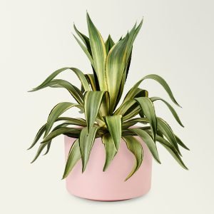 Agave in a ceramic pot