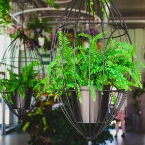 fern in hanging planters, interior design details