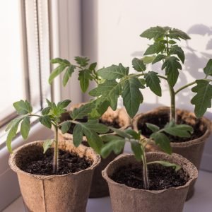 Young green tomato seedlings in eco-friendly pots on a windowsill. Home gardening concept Young green tomato seedlings in eco-friendly pots on a windowsill. Home gardening concept